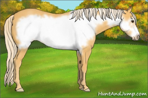 Horse Color:Palomino Frame 
