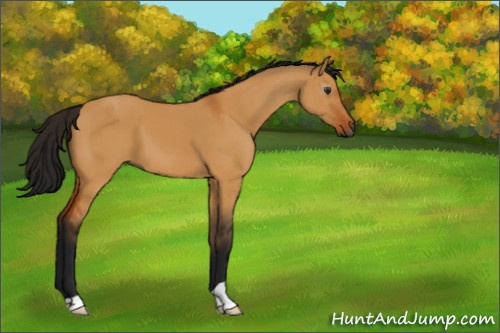 Horse Color:Gray Bay Dun 