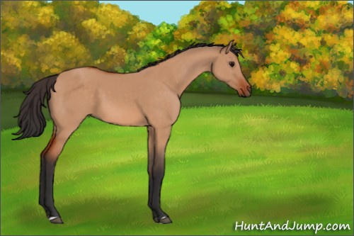 Horse Color:Bay Dun 