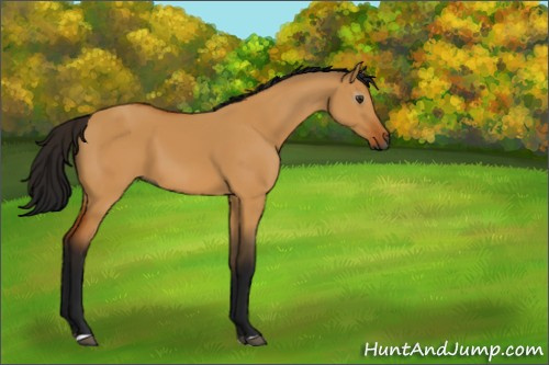 Horse Color:Gray Bay Dun 