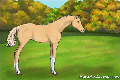 Horse Color:Palomino Tobiano 