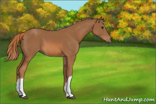 Horse Color:Chestnut 