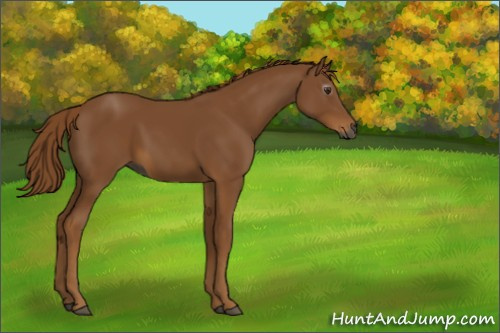 Horse Color:Gray Chestnut 