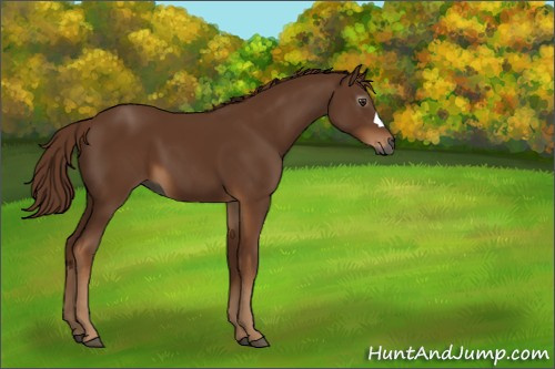 Horse Color:Gray Chestnut 