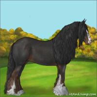 Horse Color:Liver Chestnut Sabino 