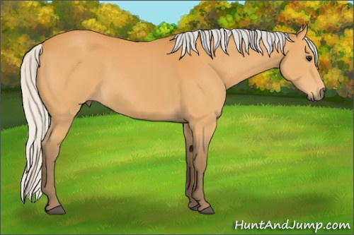 Horse Color:Silver Buckskin 