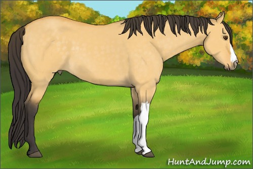 Horse Color:Buckskin Dun 