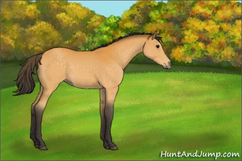 Horse Color:Buckskin 