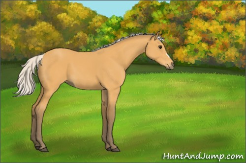 Horse Color:Silver Buckskin 