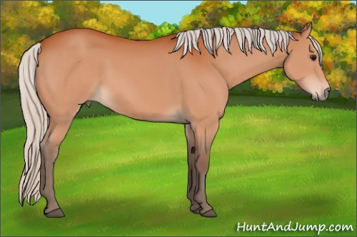Horse Color:Silver Bay 
