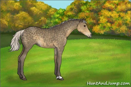 Horse Color:Silver Smoky Black 