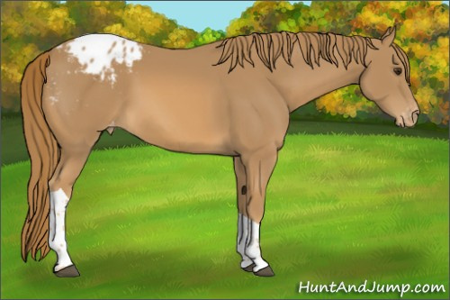 Horse Color:Chestnut Tobiano Appaloosa 
