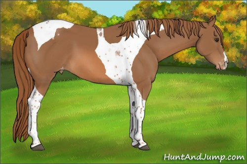 Horse Color:Chestnut Tobiano Appaloosa 