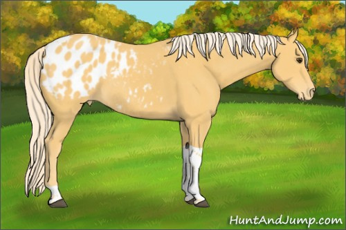 Horse Color:Palomino Tobiano Appaloosa 
