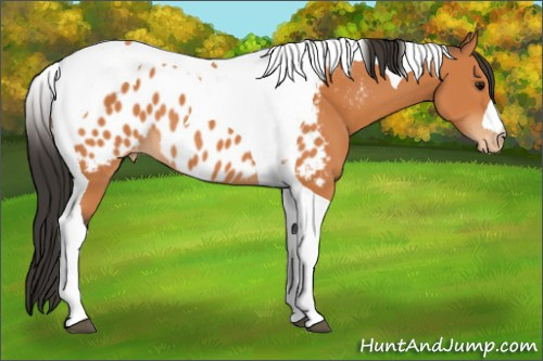 Horse Color:Bay Tobiano Appaloosa 