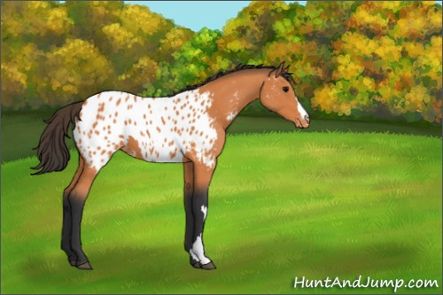 Horse Color:Bay Appaloosa 