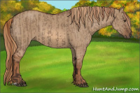 Horse Color:Liver Red Dun and Red Dun