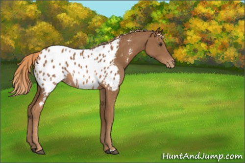 Horse Color:Chestnut Appaloosa 