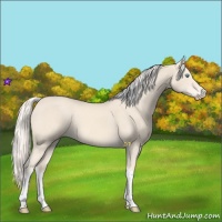 Horse Color:Cremello Tobiano 