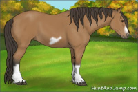 Horse Color:Bay Splash Frame 