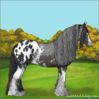Horse Color:White Spotted Brown Appaloosa