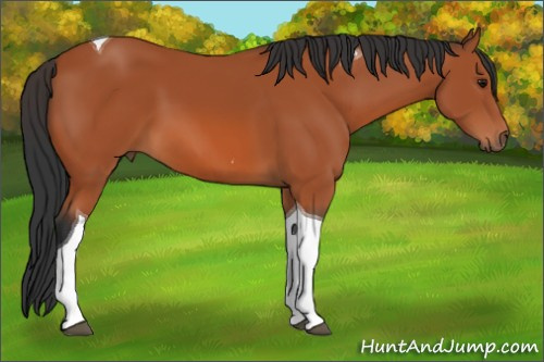 Horse Color:Bay Tobiano 