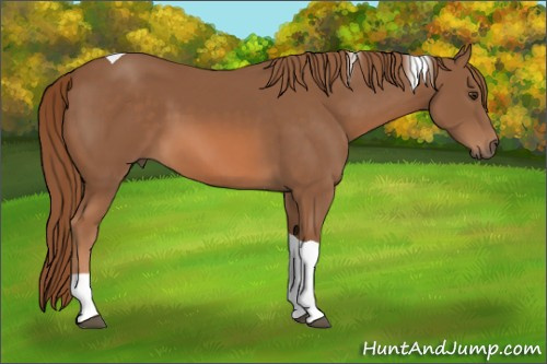 Horse Color:Chestnut Tobiano 