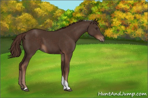 Horse Color:Liver Chestnut Tobiano 