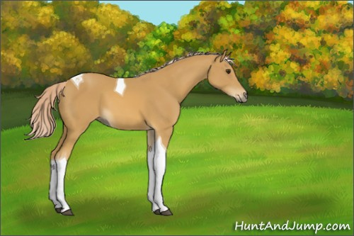 Horse Color:Palomino Tobiano 