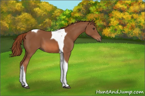 Horse Color:Chestnut Tobiano 