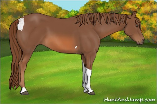 Horse Color:Chestnut Tobiano 