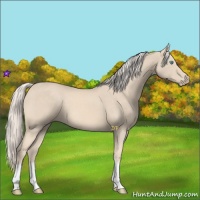 Horse Color:Cremello Tobiano 