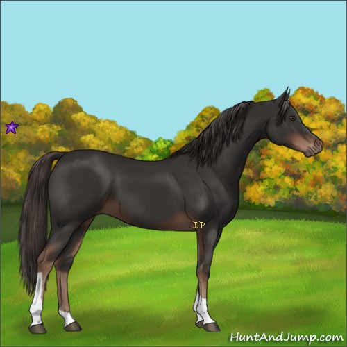 Horse Color:Liver Chestnut Tobiano