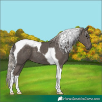 Horse Color:Silver Black Tobiano