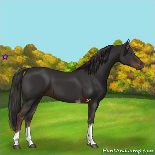 Horse Color:Liver Chestnut Tobiano