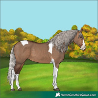 Horse Color:Silver Brown Dun Splash Tobiano 