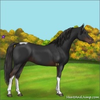 Horse Color:Liver Chestnut Tobiano 