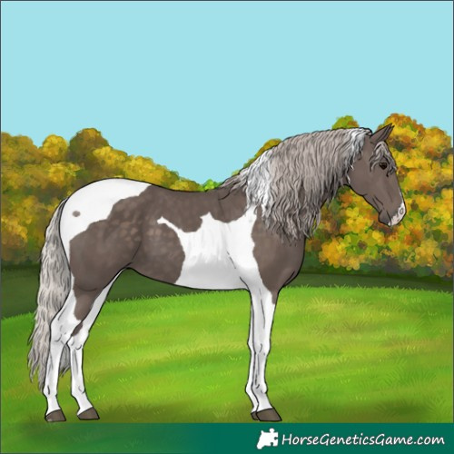 Horse Color:Silver Black Tobiano
