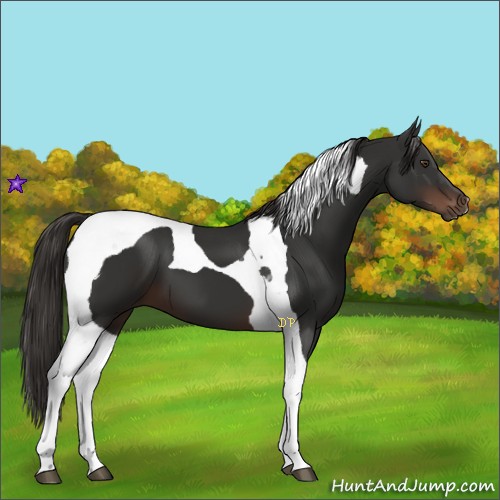 Horse Color:Liver Chestnut Tobiano