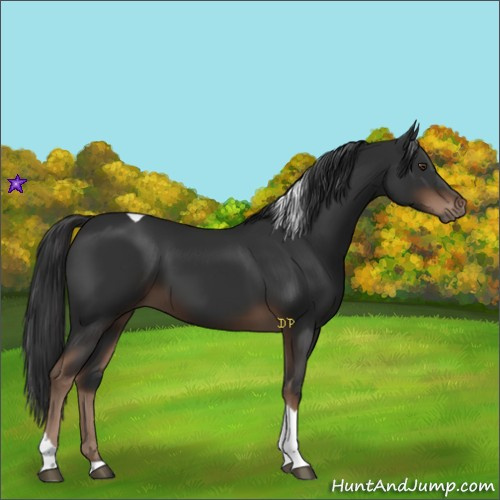 Horse Color:Liver Chestnut Tobiano 