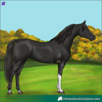Horse Color:Liver Chestnut Tobiano 