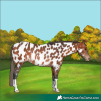 Horse Color:Bay Appaloosa Rabicano 