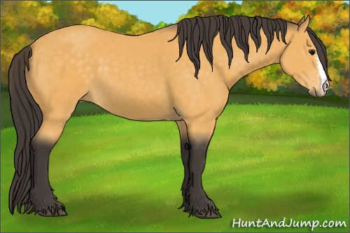 Horse Color:Buckskin 
