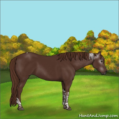 Horse Color:Gray Chestnut Tobiano 