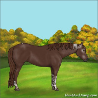 Horse Color:Gray Chestnut Tobiano
