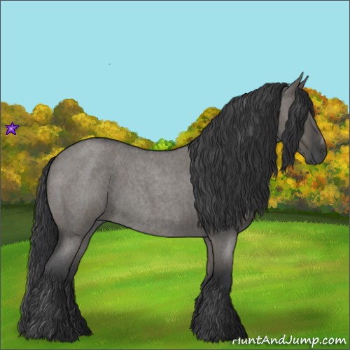 Horse Color:Grullo Roan Sabino Rabicano