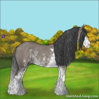 Horse Color:Grullo Sabino Rabicano 