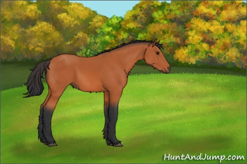 Horse Color:Bay 