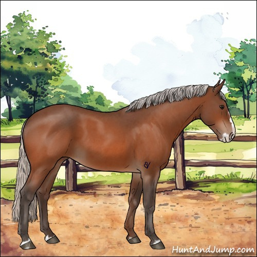 Horse Color:Silver Bay Roan Splash