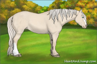 Horse Color:Cremello Dun 